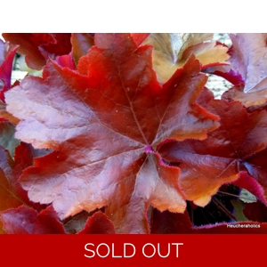 Heuchera 'Maple Leaf'